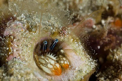 Ol' Blue Eyes.  Tiny Coral Hermit Crab less than 10mm lon... by Ross Gudgeon 